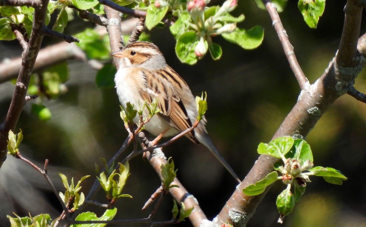 Clay-colored Sparrow - ML618624749