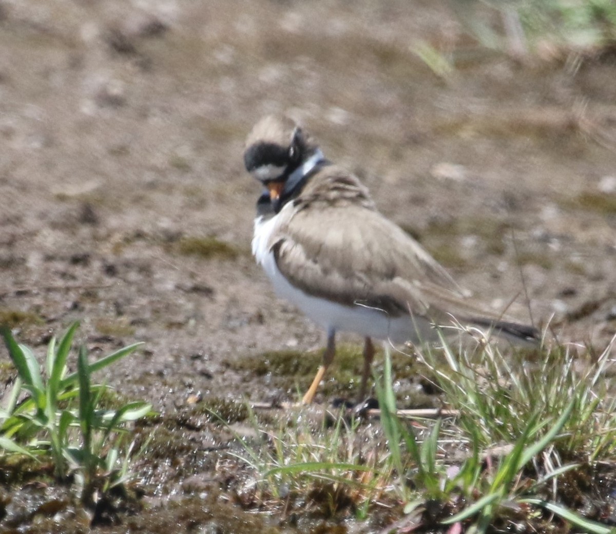 Semipalmated Plover - ML618624782