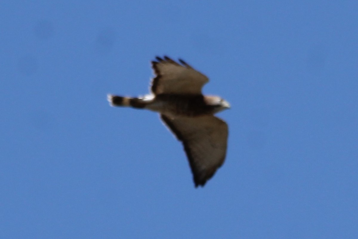 Broad-winged Hawk - ML618624840