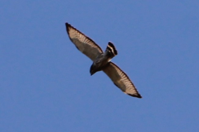 Broad-winged Hawk - ML618624845