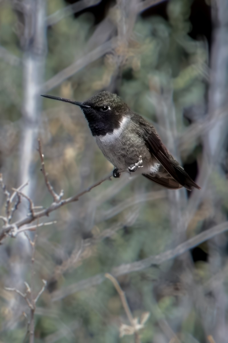 Black-chinned Hummingbird - ML618624861