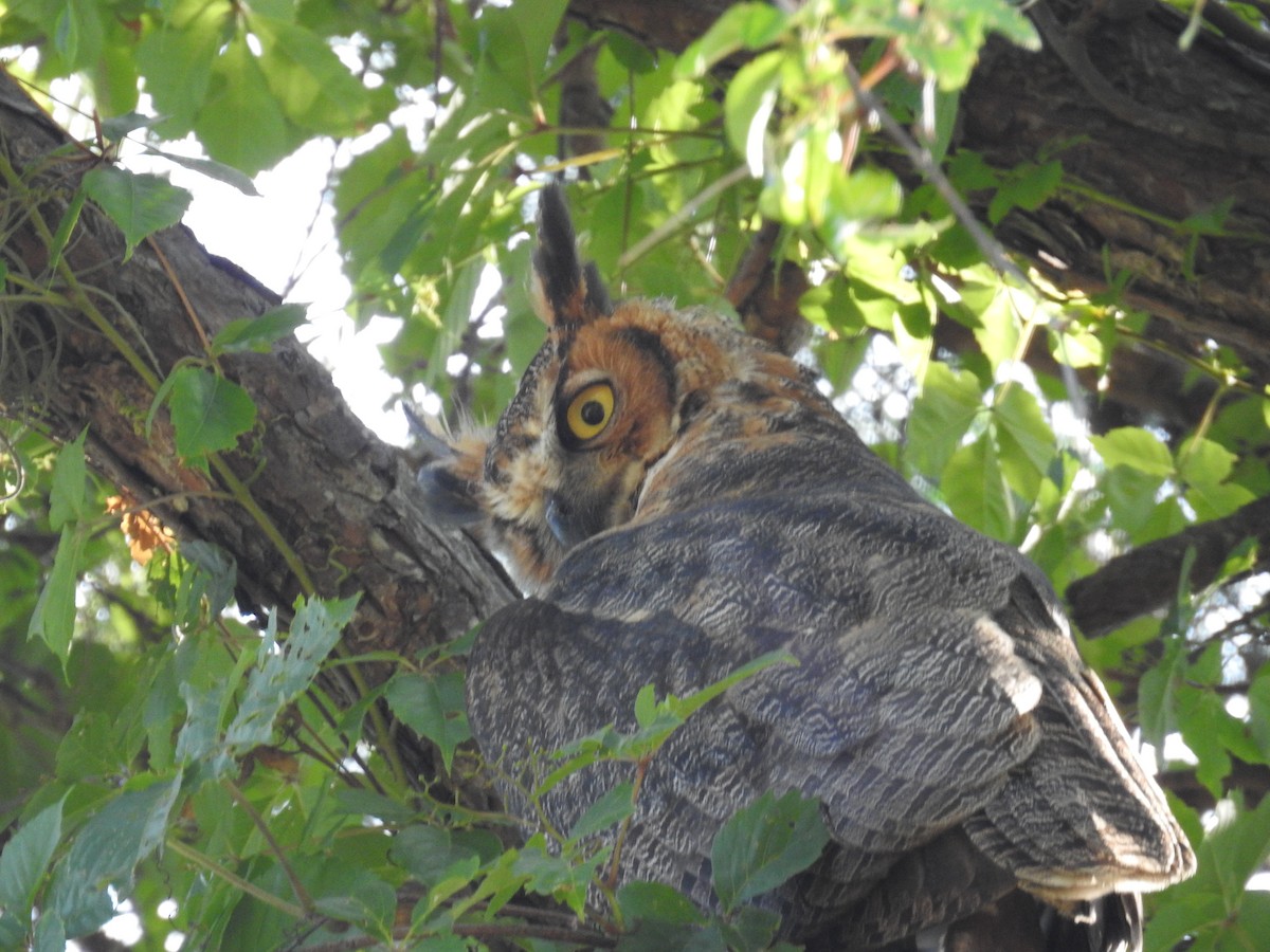 Great Horned Owl - ML618624896