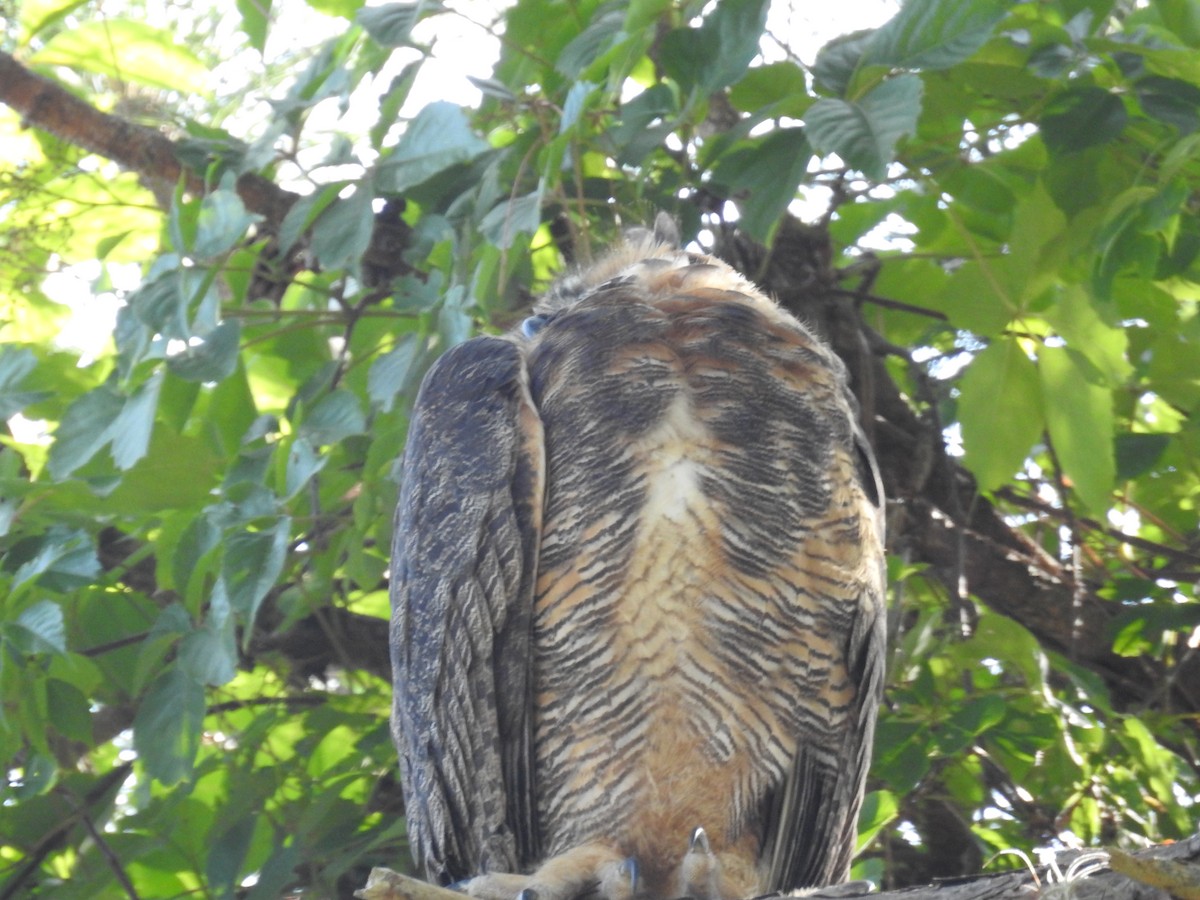 Great Horned Owl - ML618624898