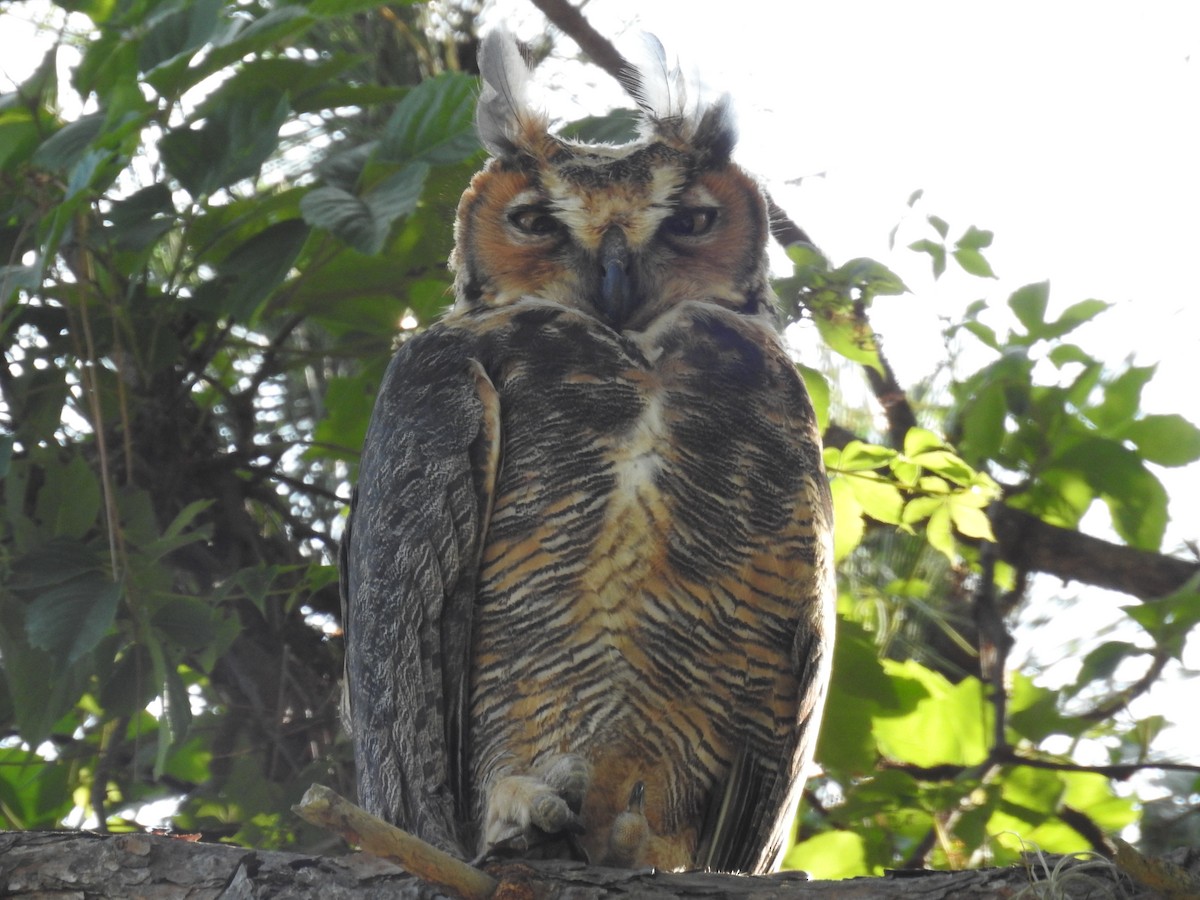 Great Horned Owl - ML618624899