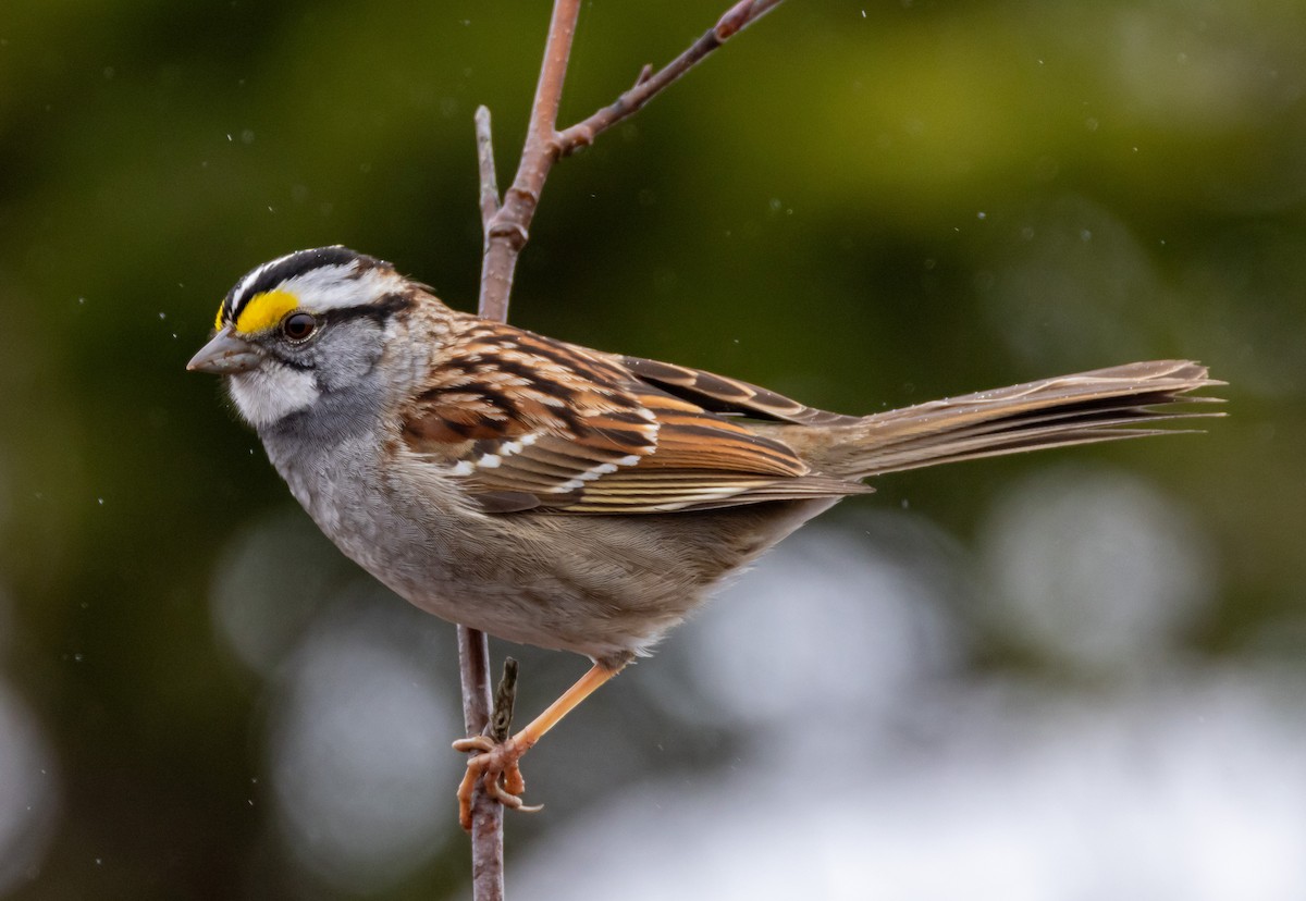 White-throated Sparrow - ML618624911