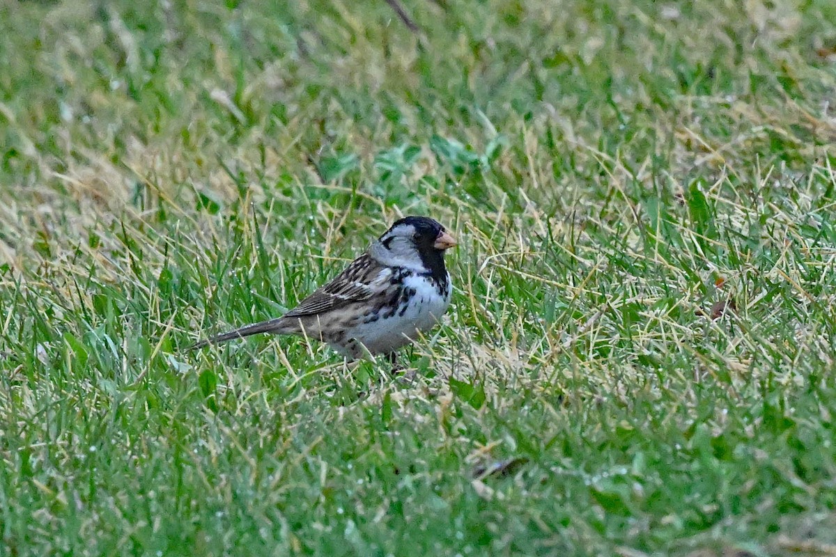 Harris's Sparrow - ML618624950