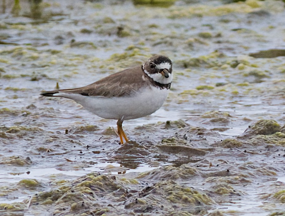 Semipalmated Plover - ML618624970