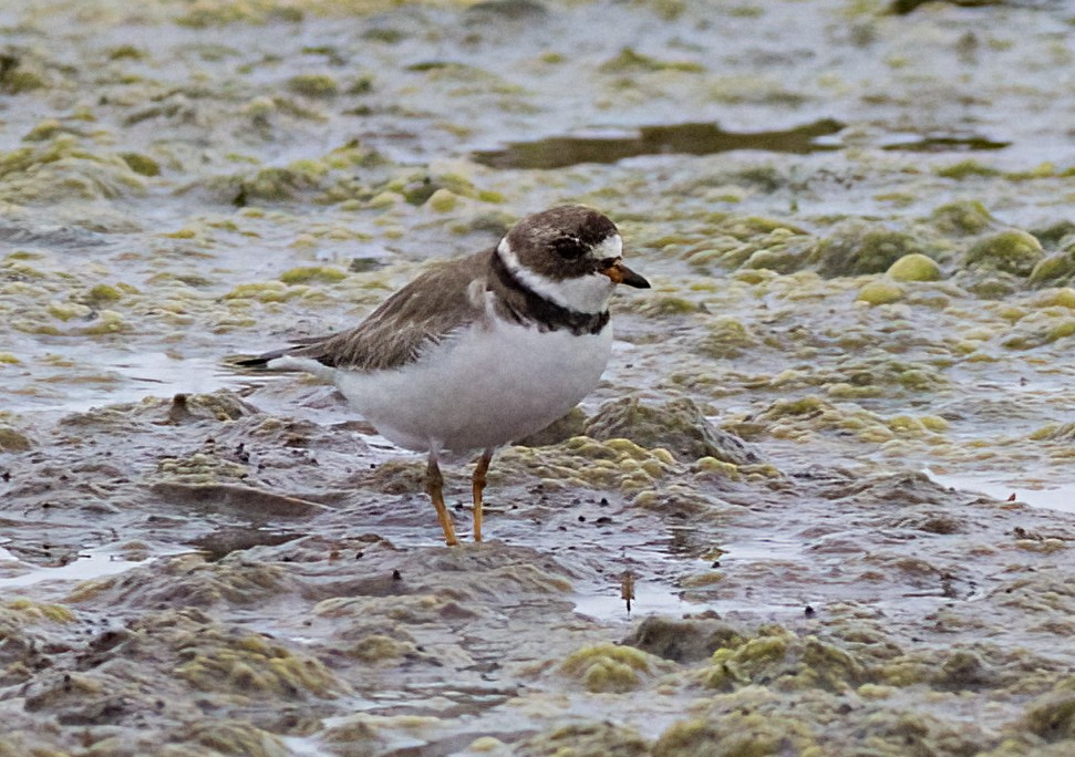 Semipalmated Plover - ML618624975