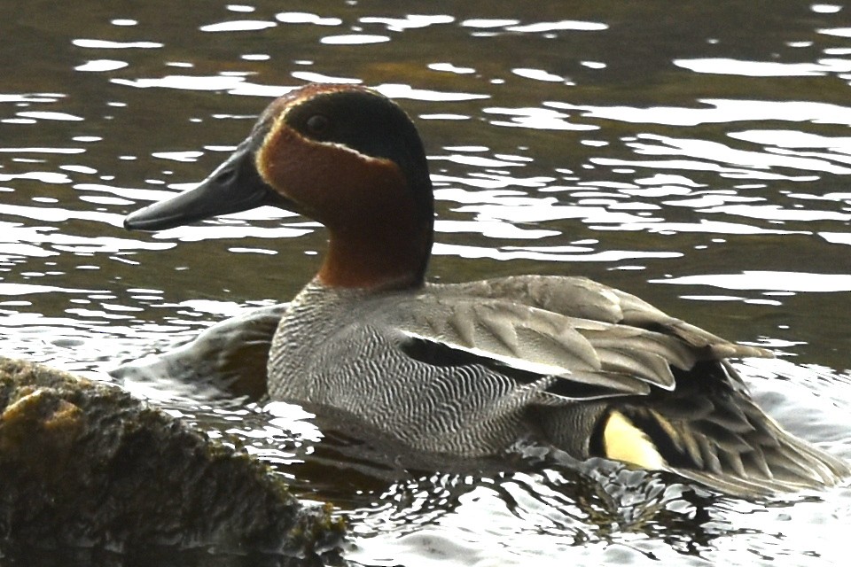 Green-winged Teal - ML618624986