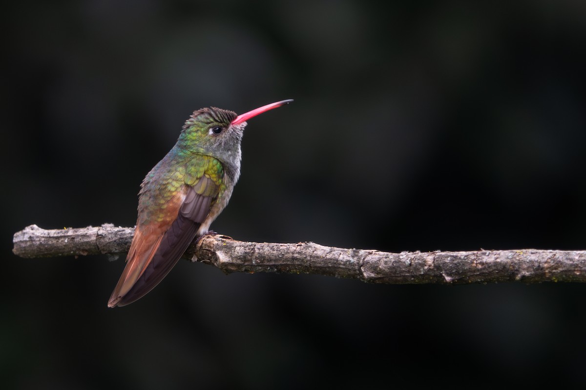 kolibřík Amazilin - ML618624994