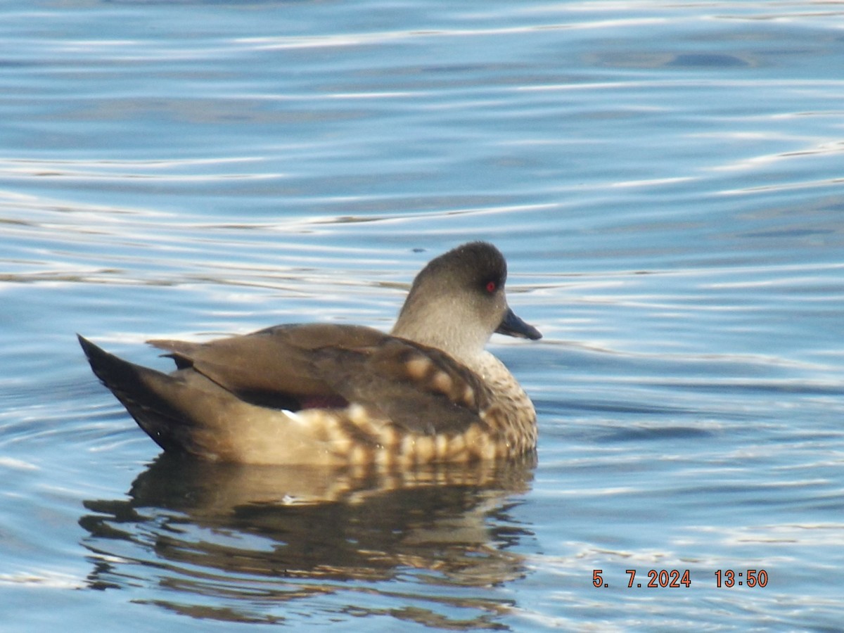 Crested Duck - ML618625032