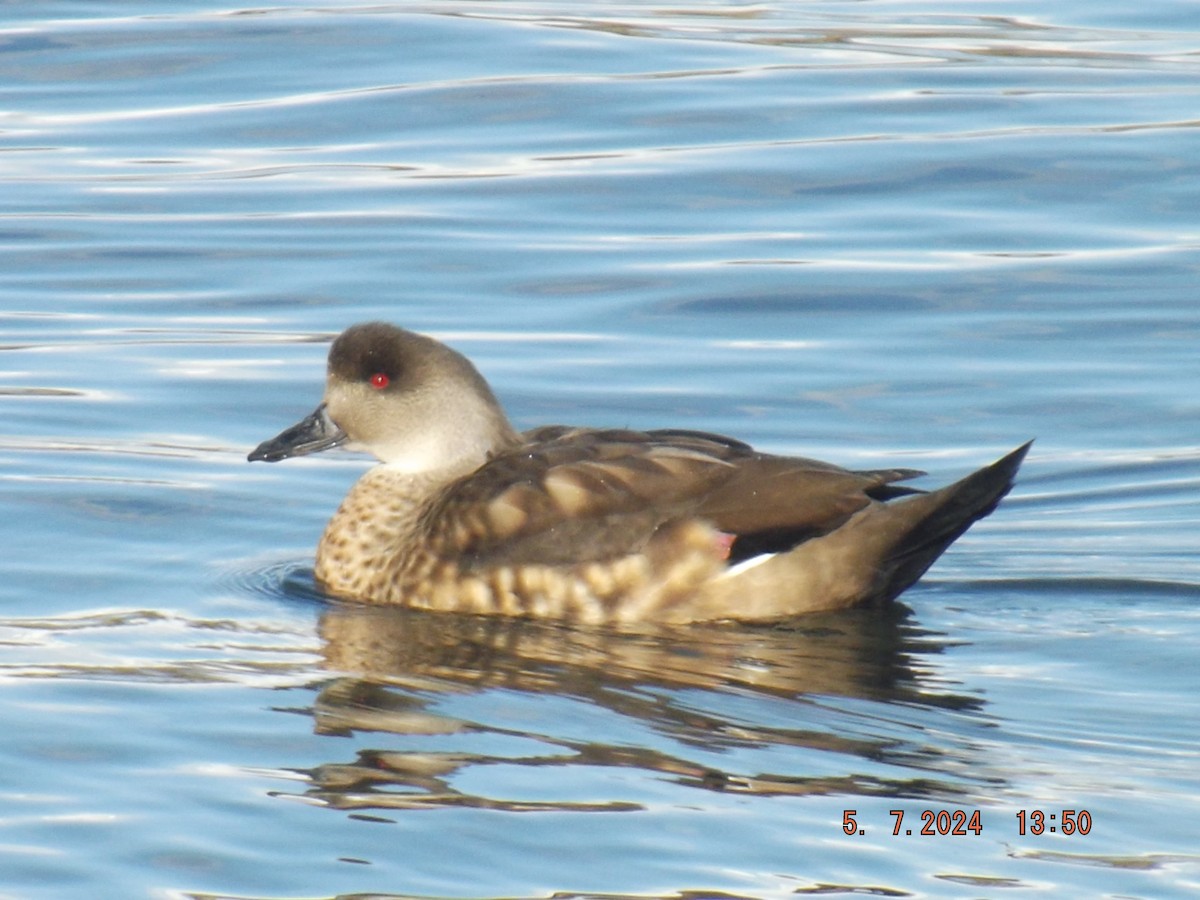Crested Duck - ML618625033