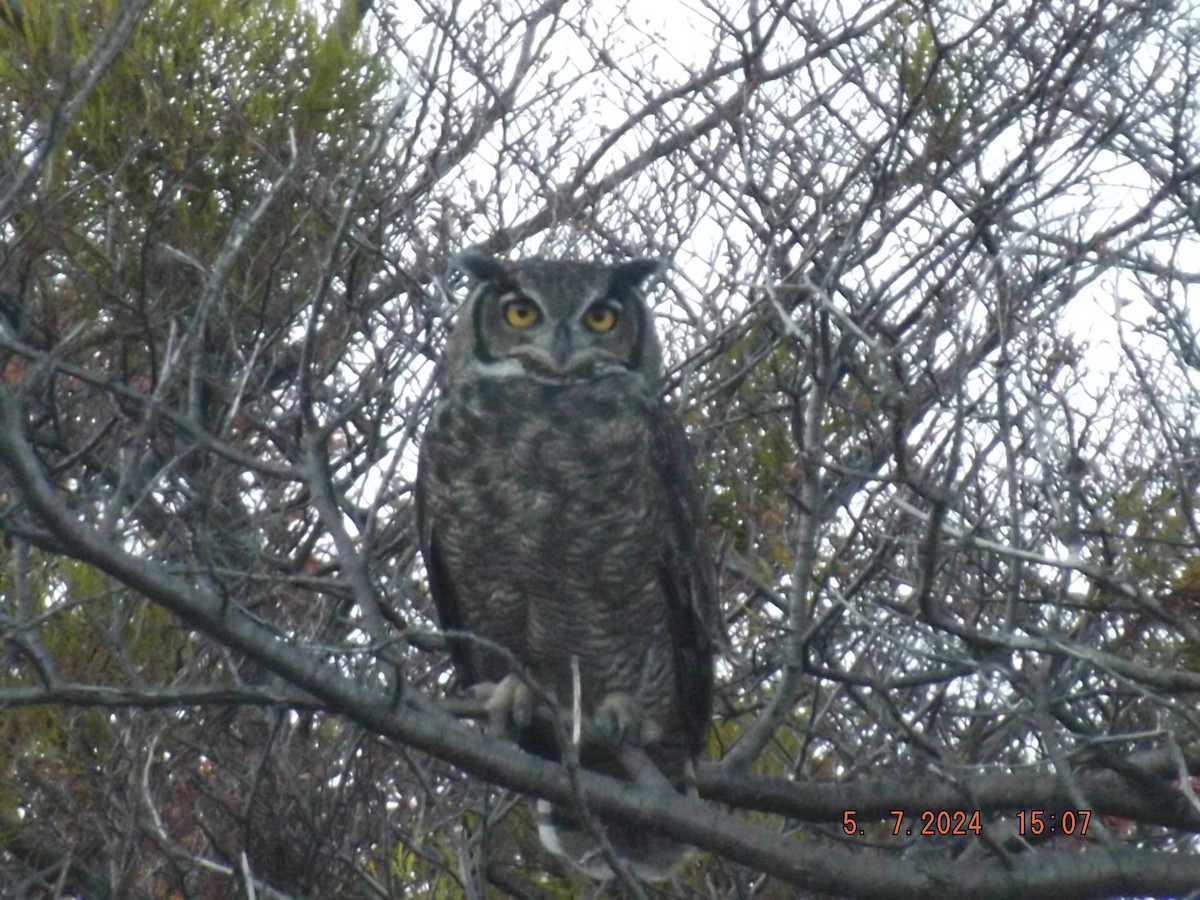 Lesser Horned Owl - ML618625051