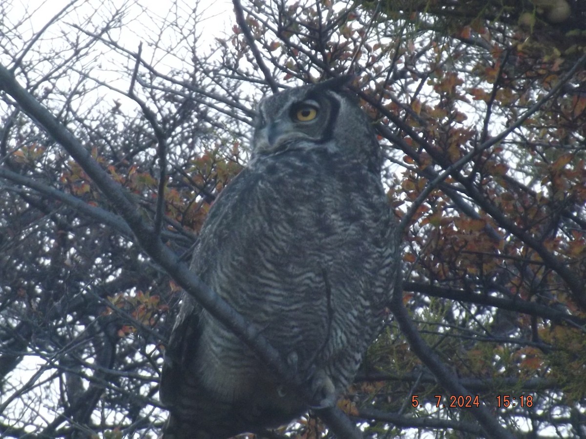 Lesser Horned Owl - ML618625053