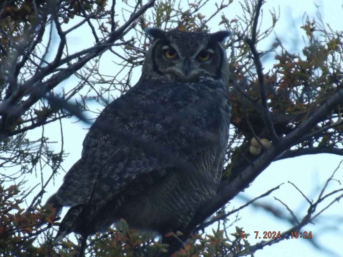 Lesser Horned Owl - ML618625054