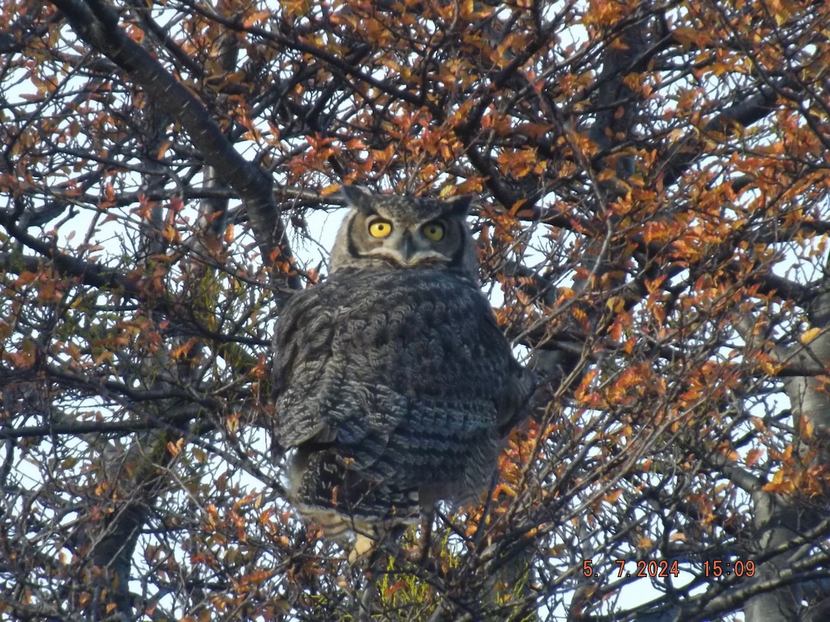 Lesser Horned Owl - ML618625055