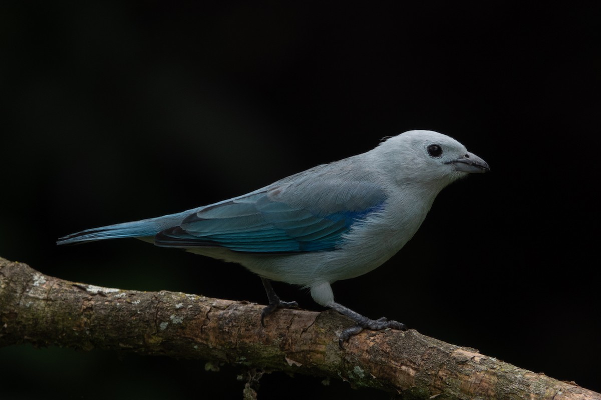 Blue-gray Tanager - ML618625074