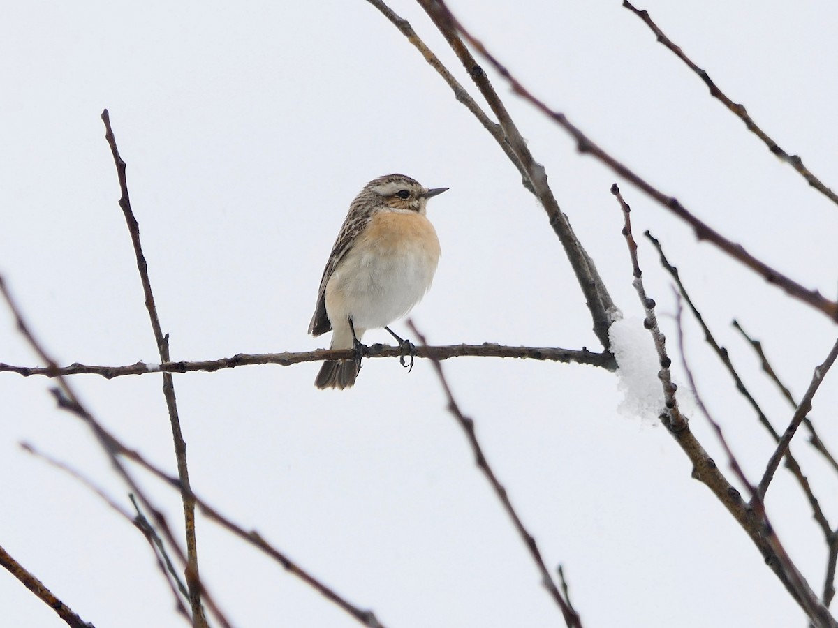 Whinchat - ML618625136