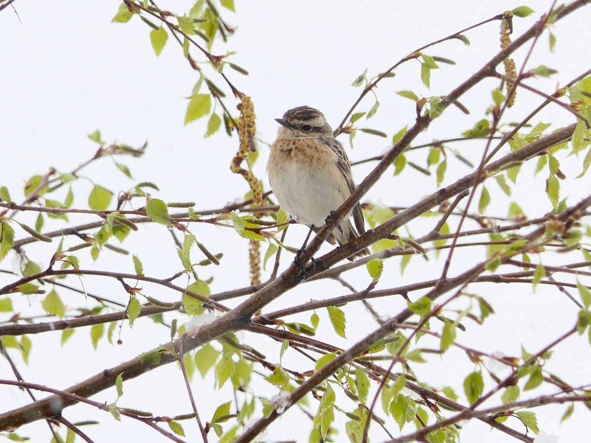 Whinchat - ML618625150