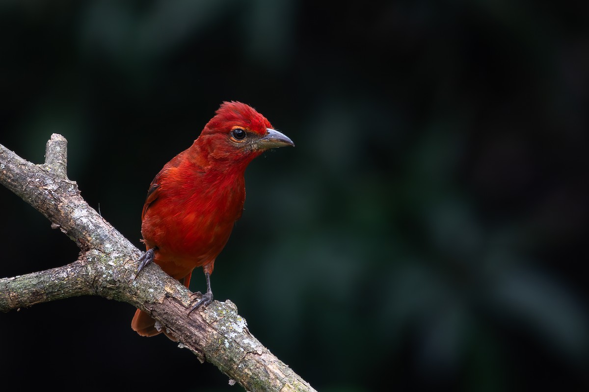 Hepatic Tanager - ML618625152