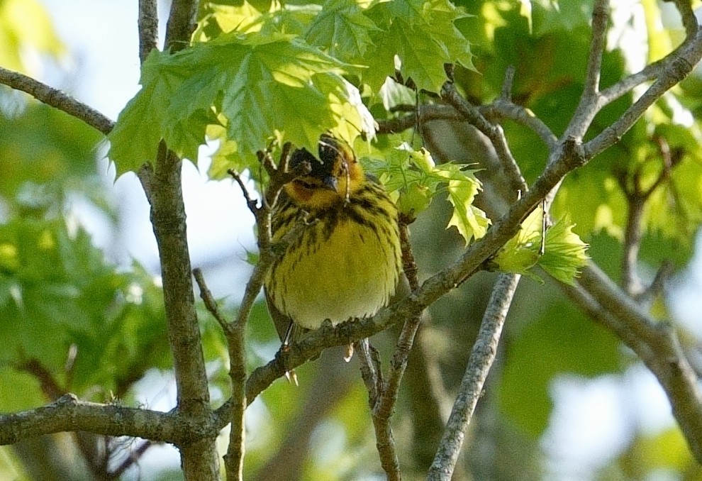 Cape May Warbler - ML618625160