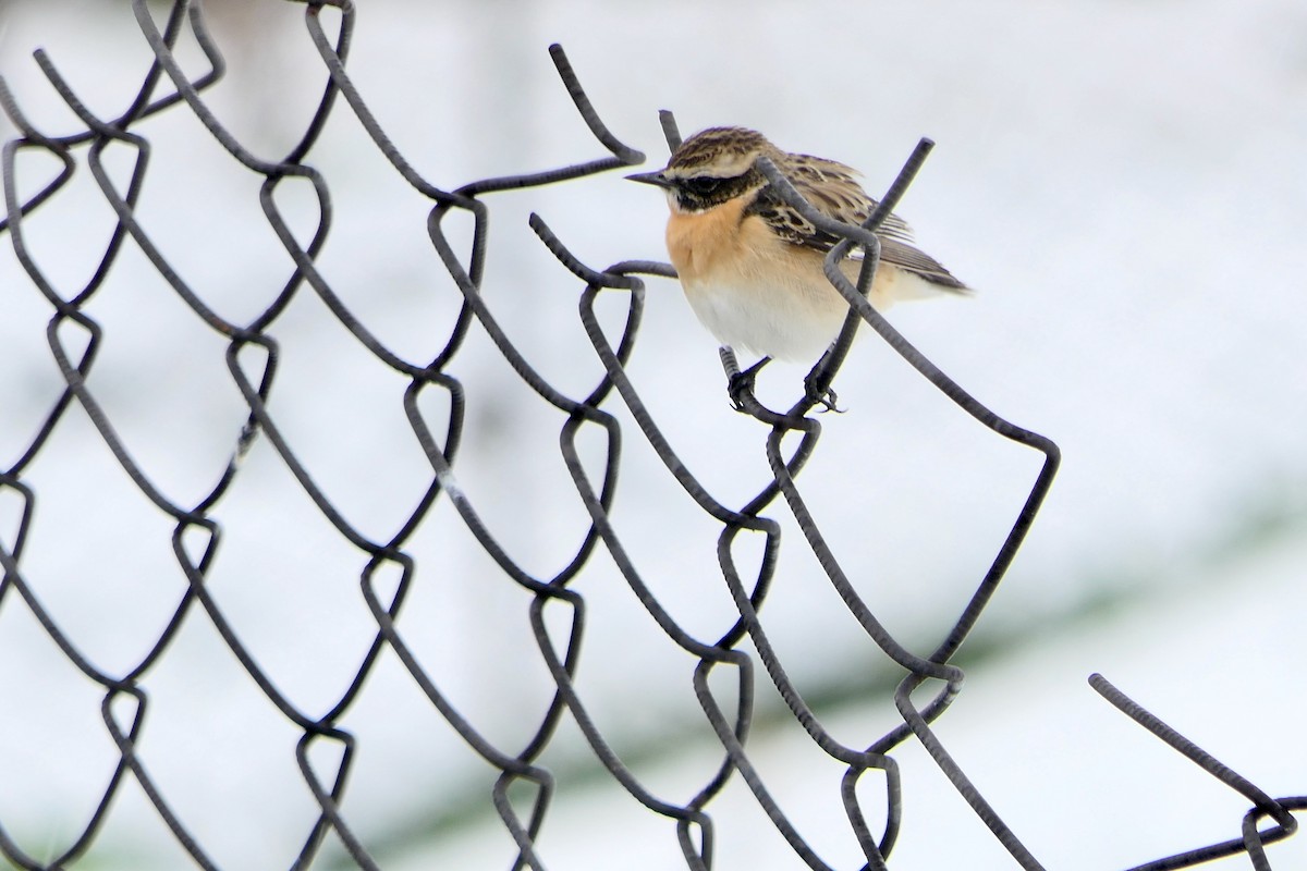 Whinchat - ML618625165