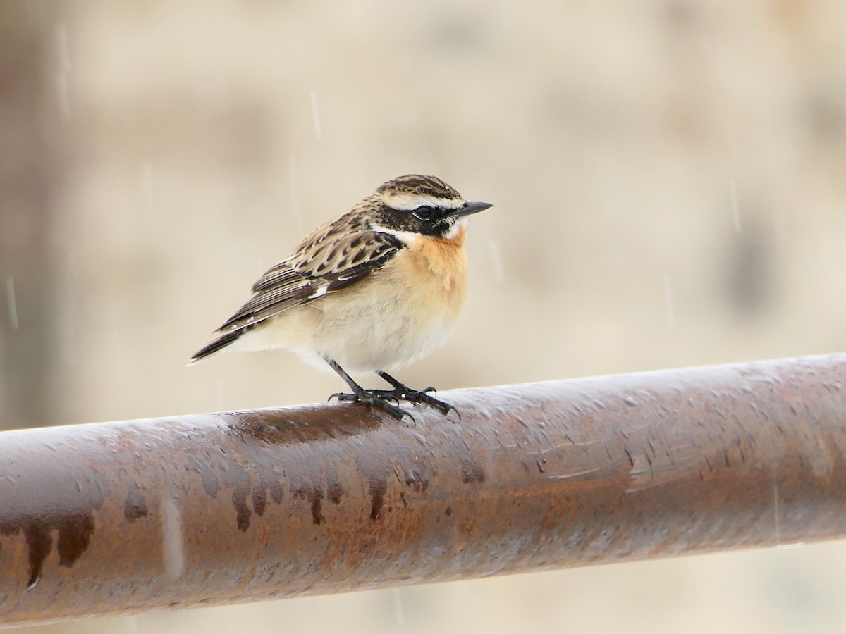 Whinchat - ML618625166