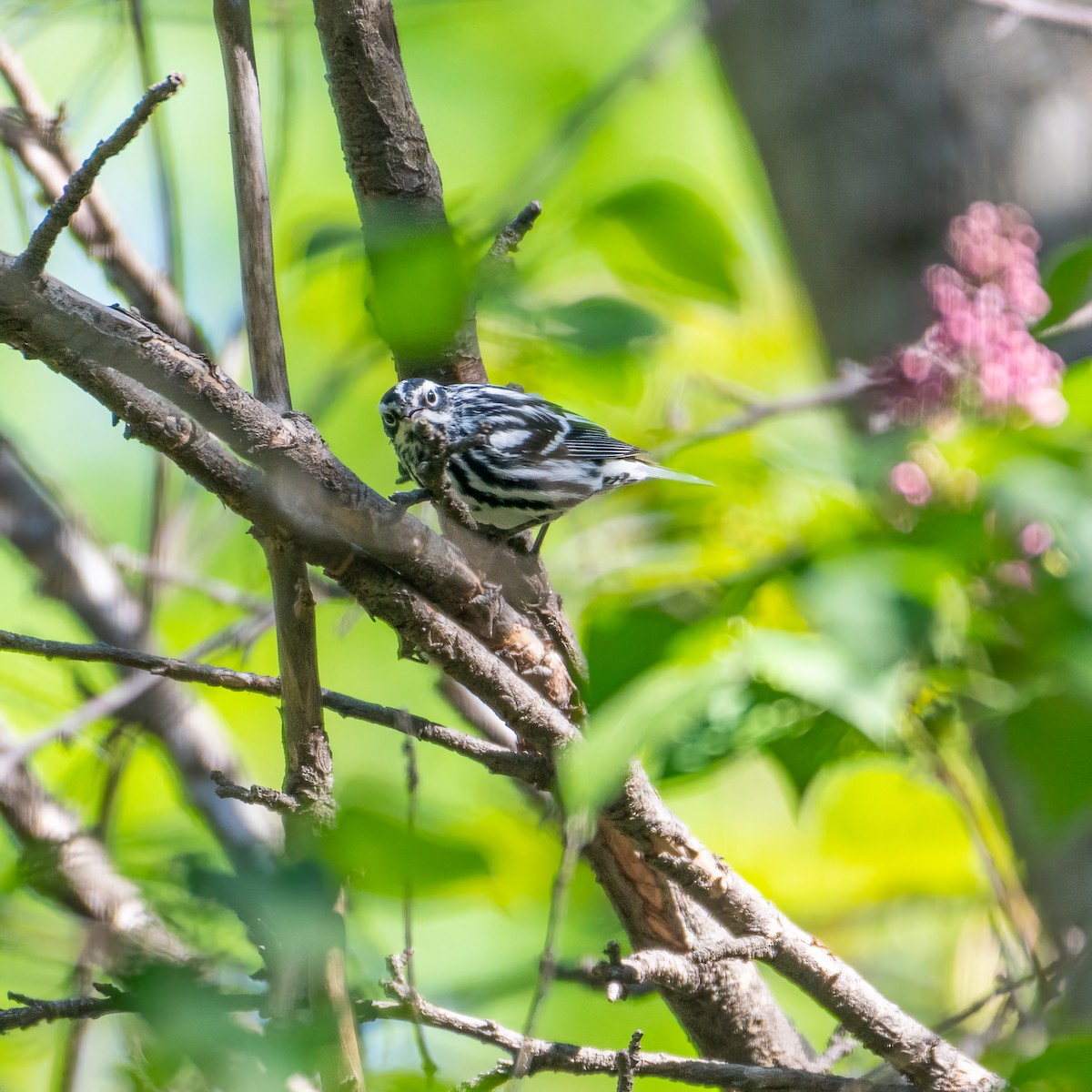 Black-and-white Warbler - ML618625184