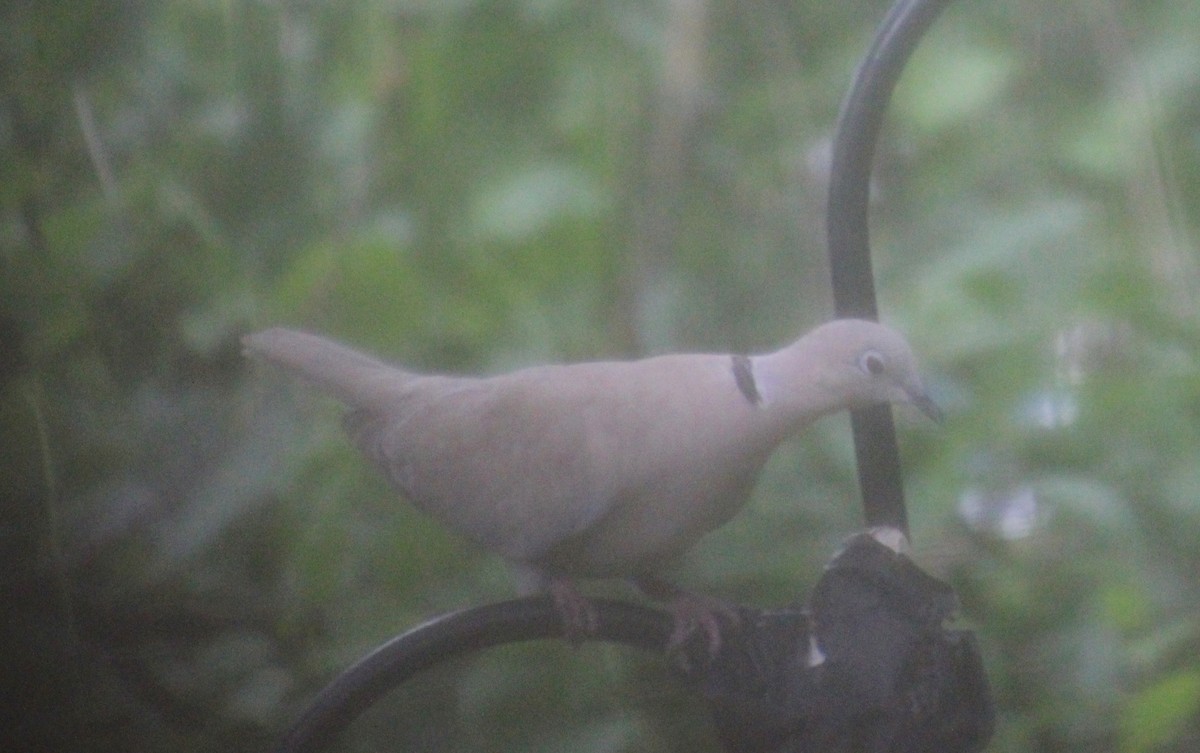 Eurasian Collared-Dove - ML618625187