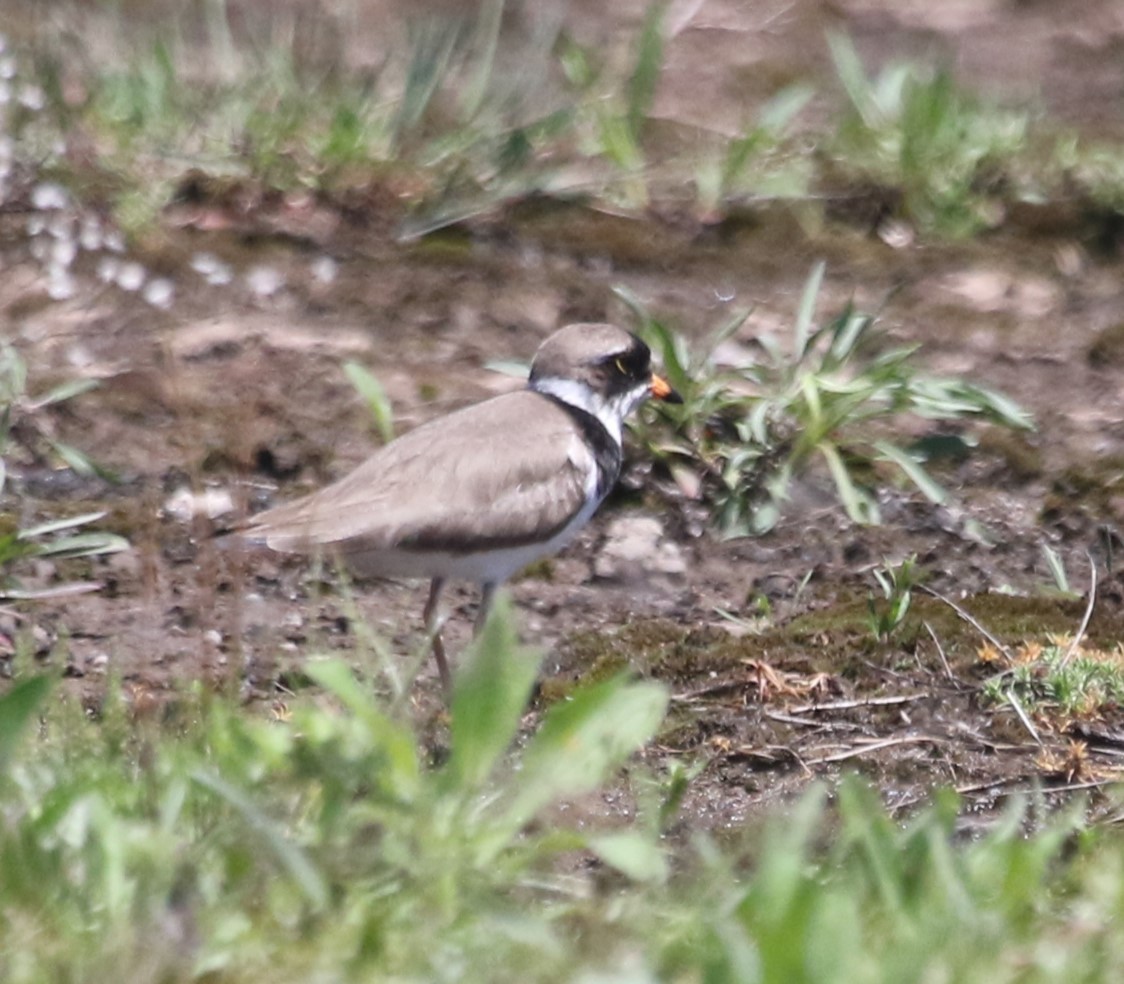Semipalmated Plover - ML618625198