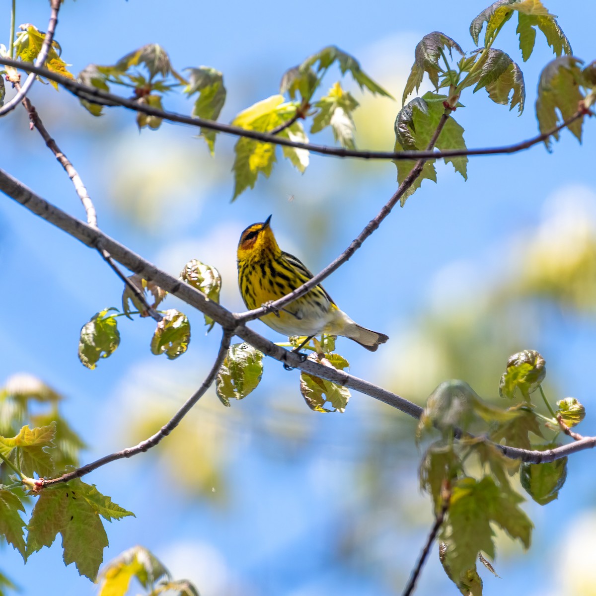 Cape May Warbler - ML618625199