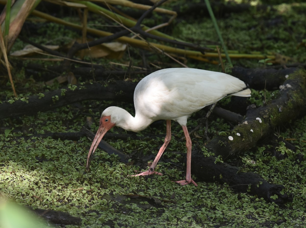 ibis bílý - ML618625217