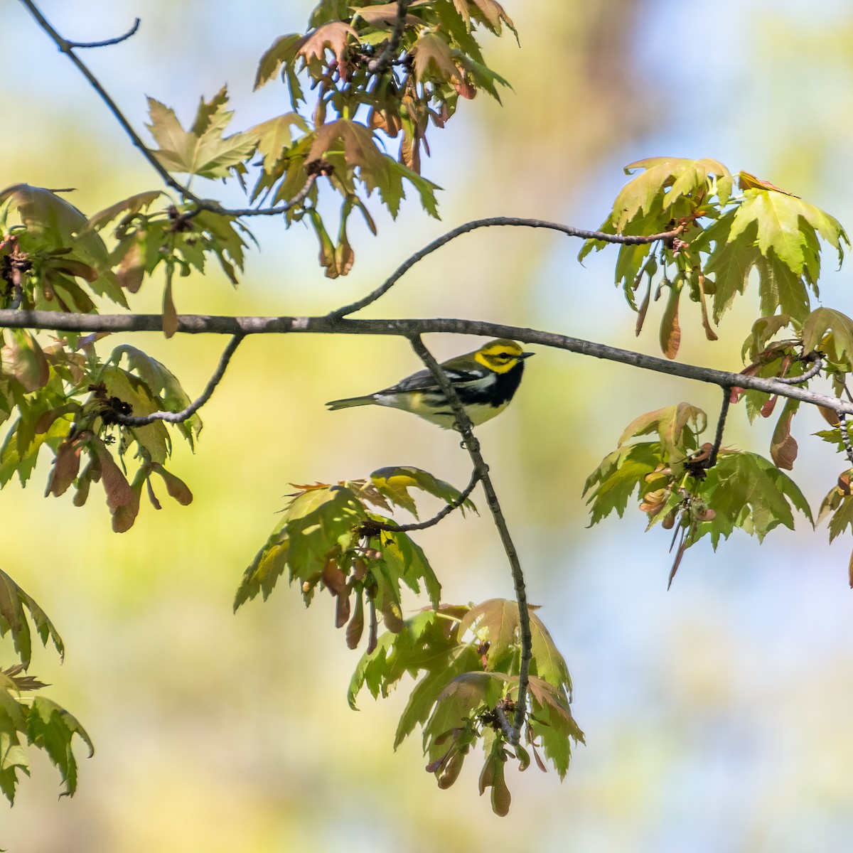 Black-throated Green Warbler - ML618625232