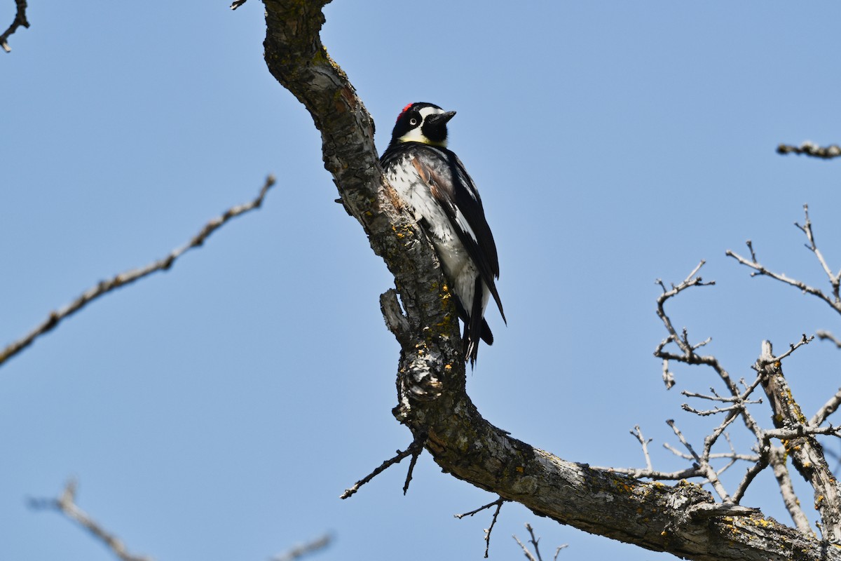 Acorn Woodpecker - ML618625241