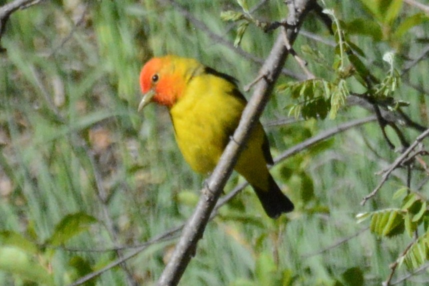 Western Tanager - ML618625265