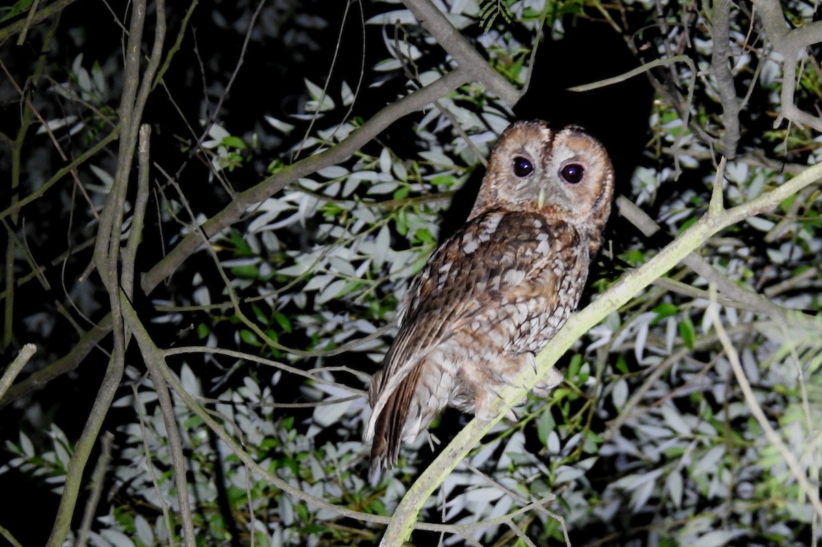 Tawny Owl - ML618625287