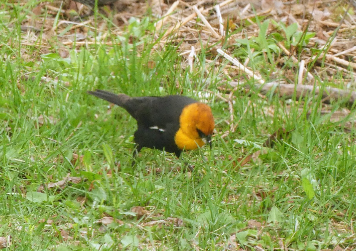 Yellow-headed Blackbird - ML618625298