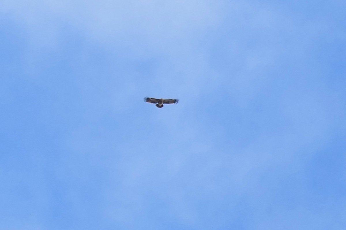 Lesser Spotted Eagle - ML618625315