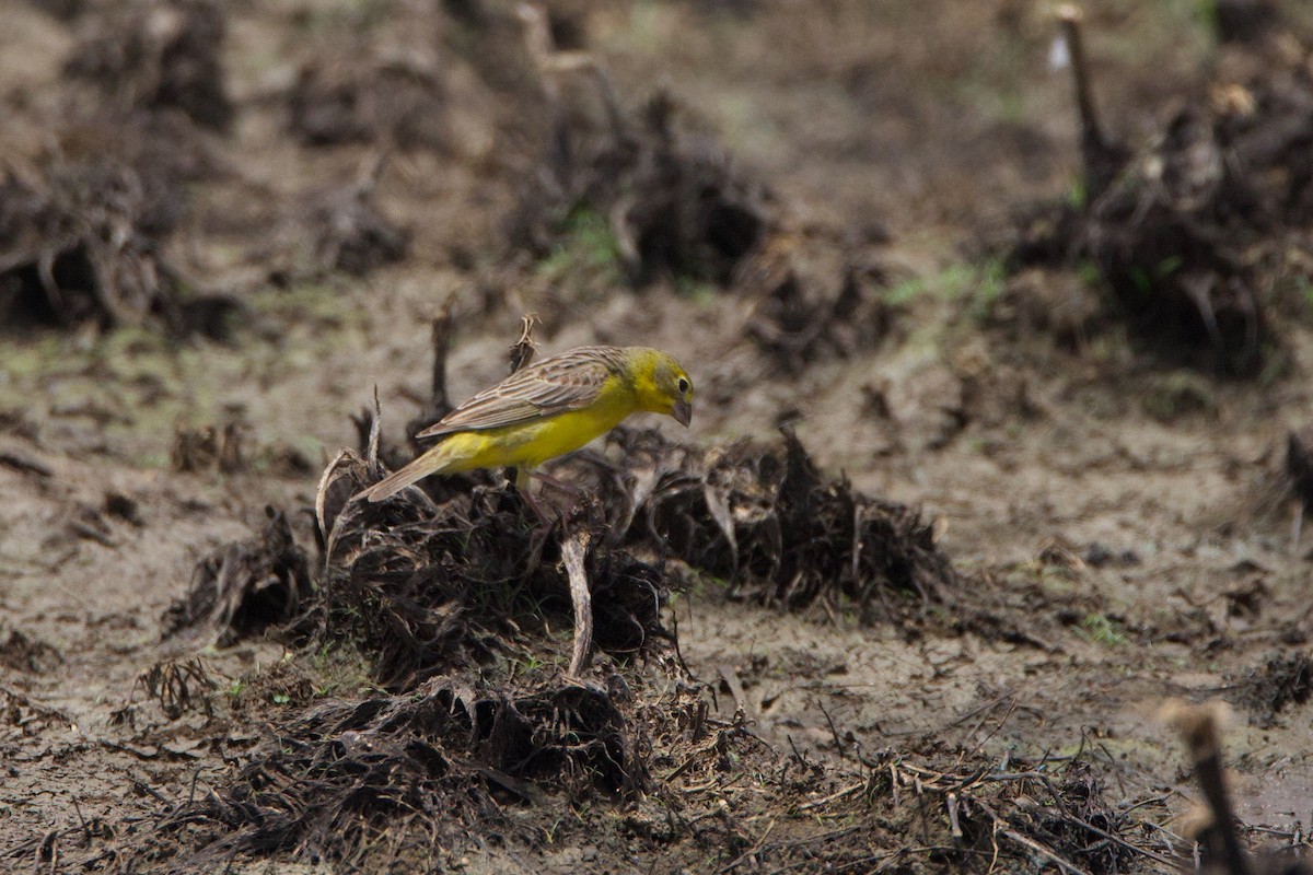 Grassland Yellow-Finch - ML618625323
