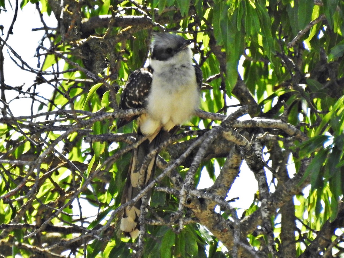 Great Spotted Cuckoo - ML618625336