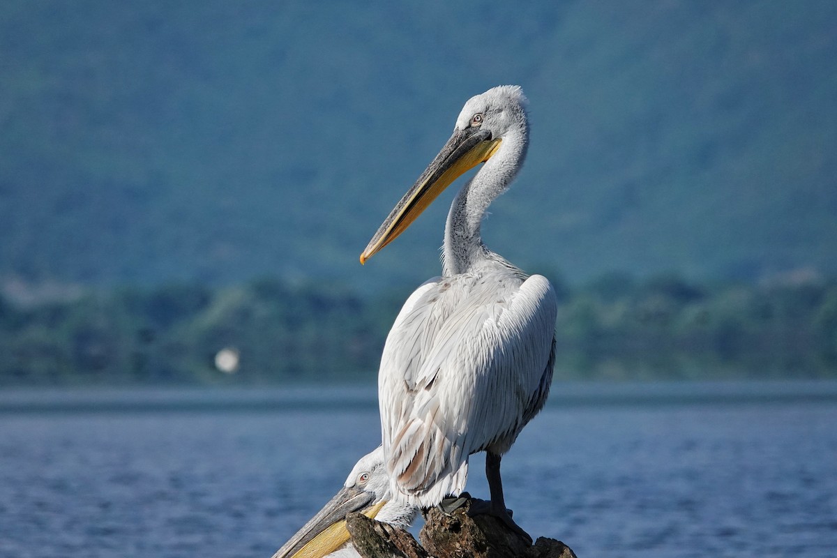 pelikán kadeřavý - ML618625361