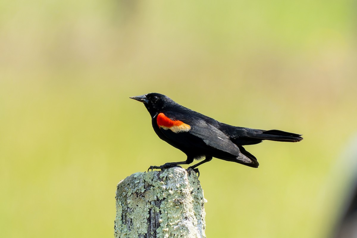 Red-winged Blackbird - ML618625406