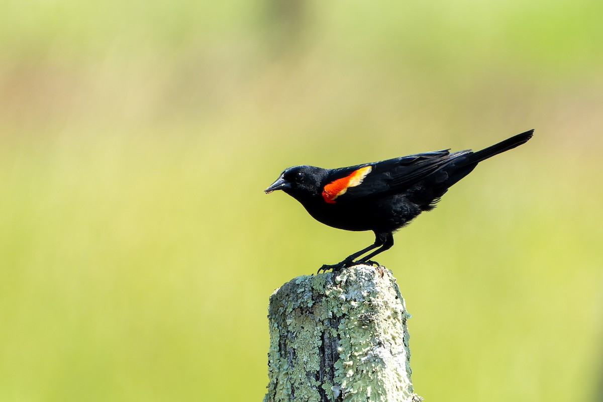 Red-winged Blackbird - ML618625407