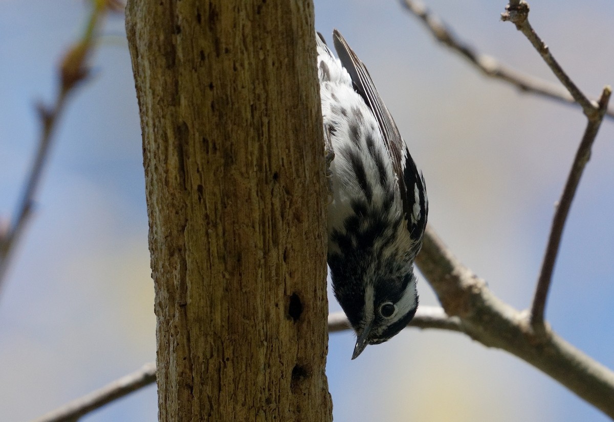 Black-and-white Warbler - ML618625432