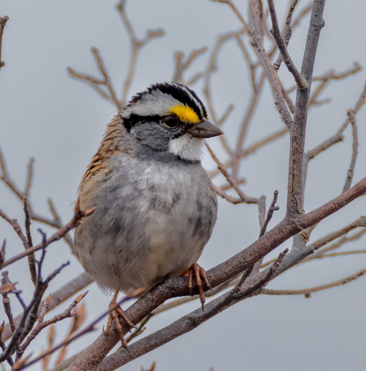 White-throated Sparrow - ML618625433