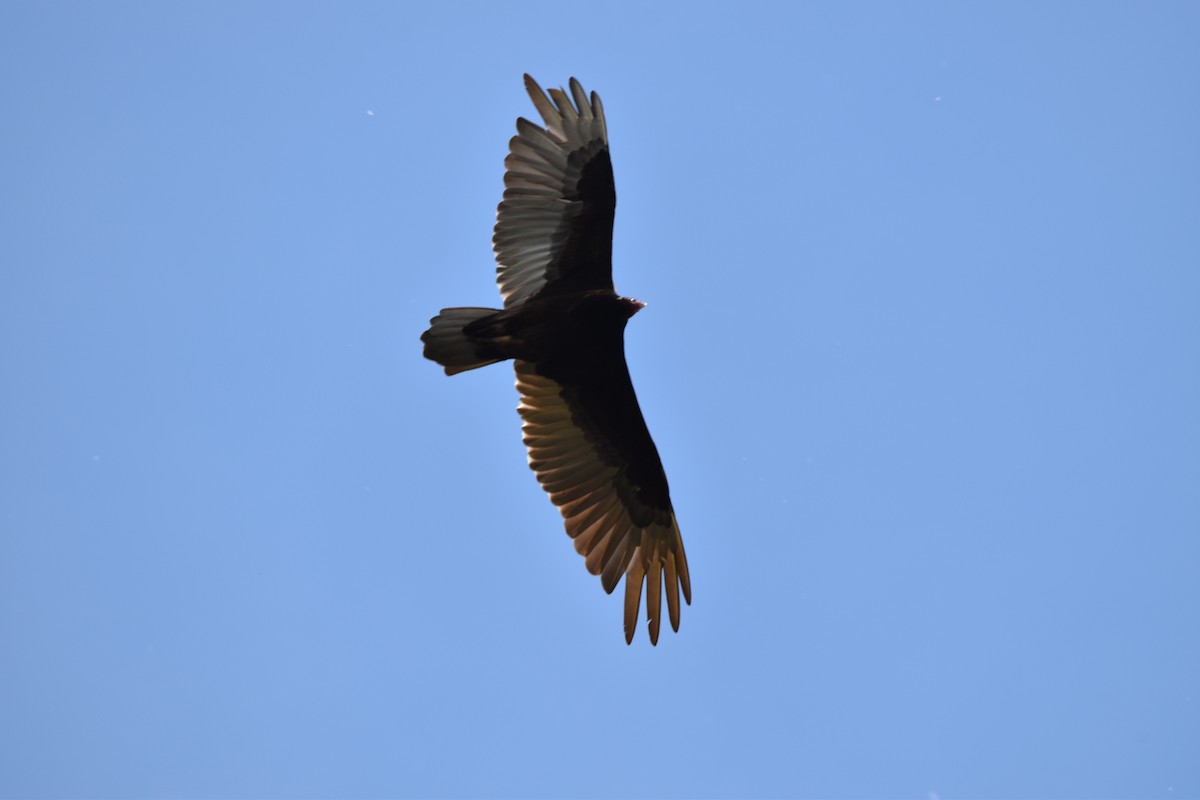 Turkey Vulture - ML618625443
