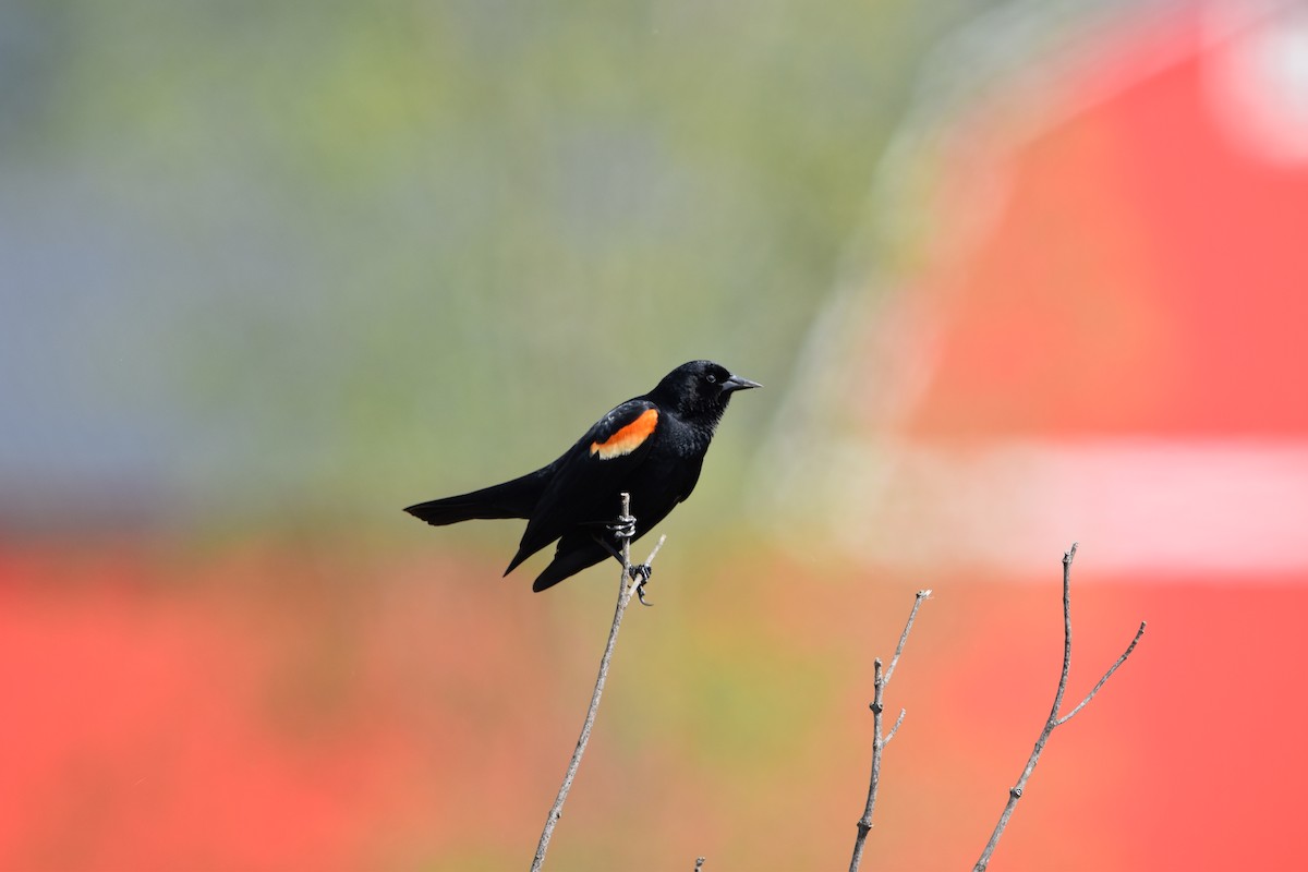 Red-winged Blackbird - Kevin Welsh