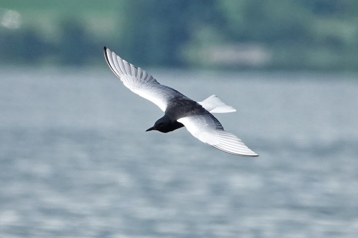 White-winged Tern - ML618625494