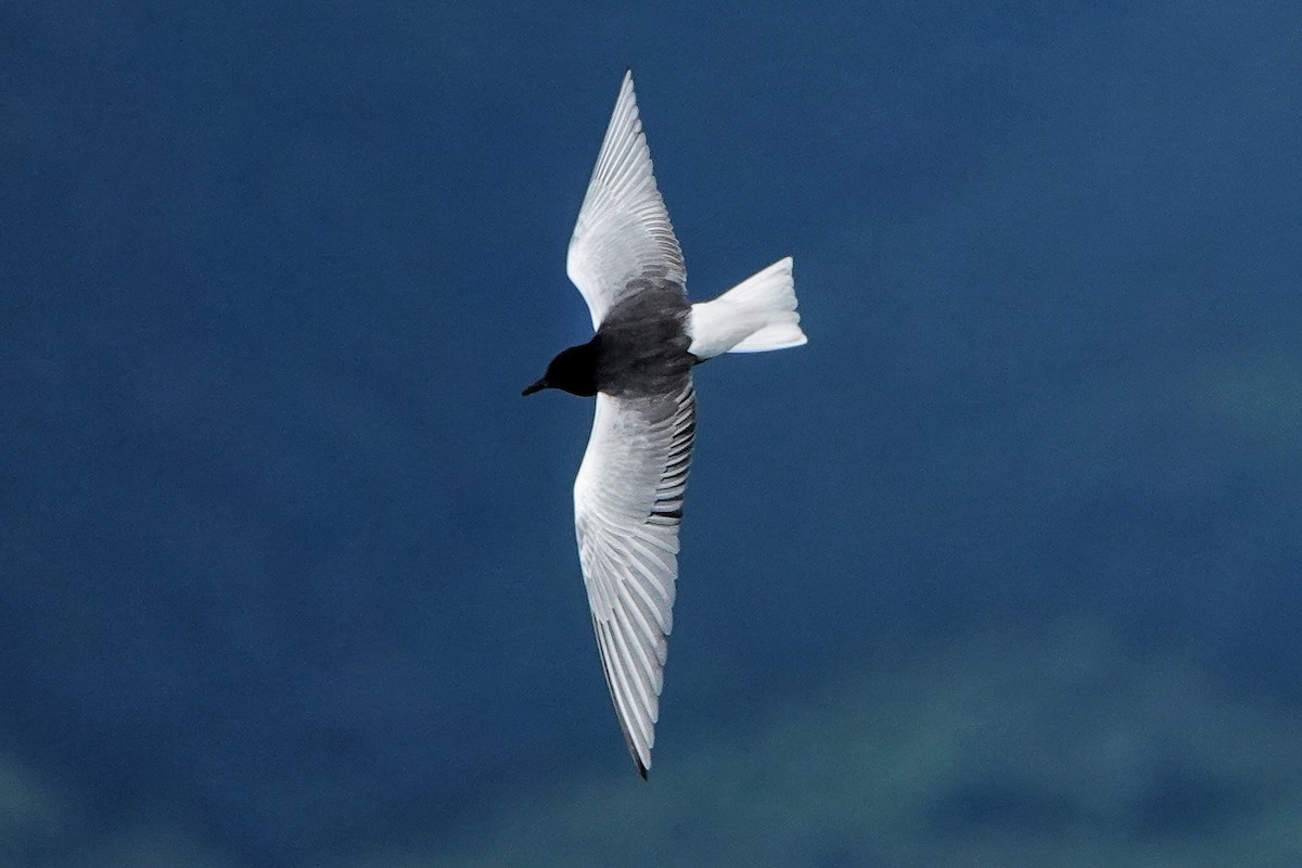 White-winged Tern - ML618625495