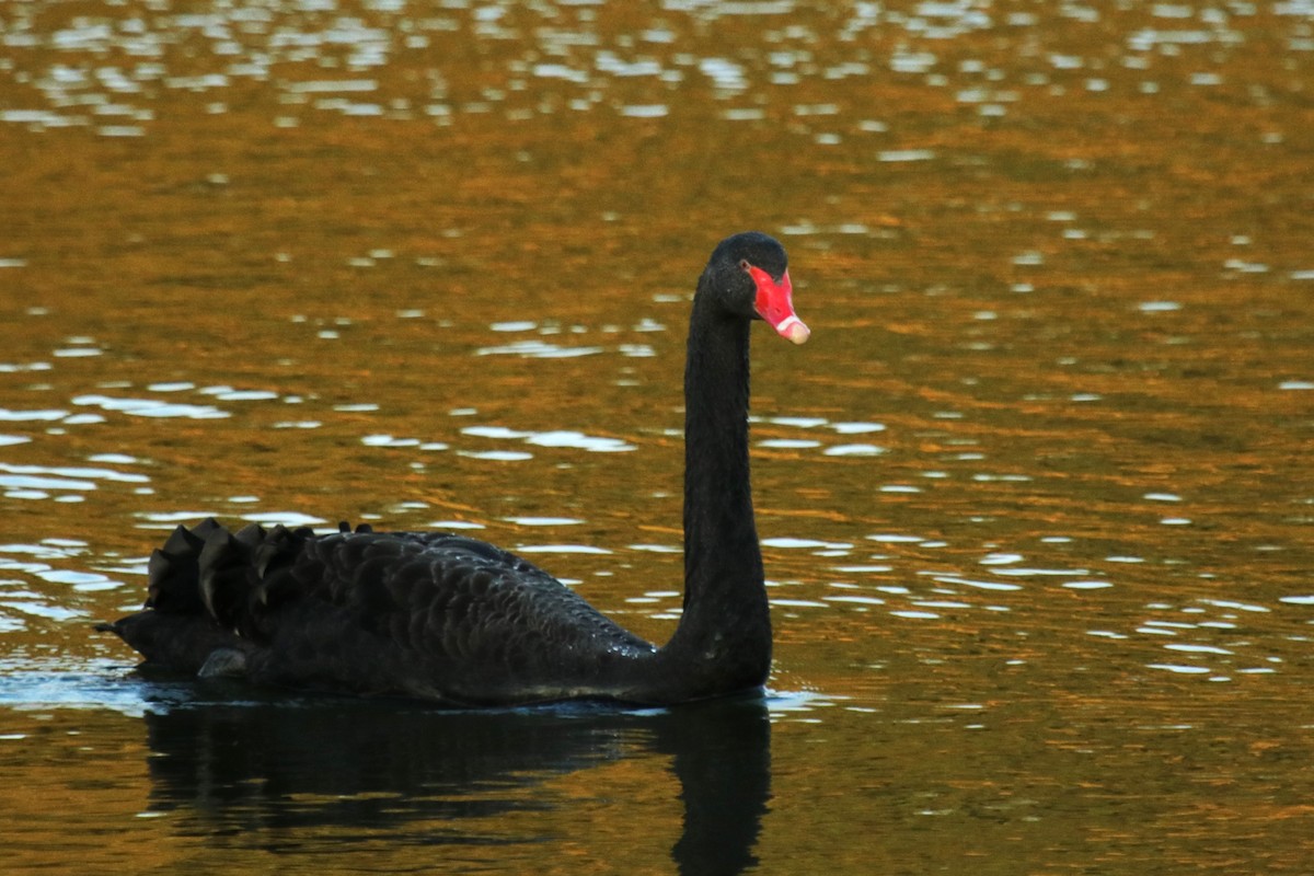 Black Swan - Jan Roedolf